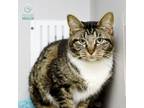 Adopt Zenon a Domestic Short Hair