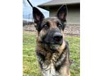 Adopt Paloma a German Shepherd Dog, Mixed Breed