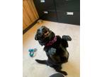 Adopt Molly a Black Labrador Retriever