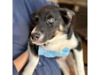 Adopt Taffy a Mixed Breed