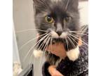 Adopt Doc Mcfluffin's a Domestic Long Hair