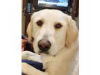 Adopt Carly a Goldendoodle