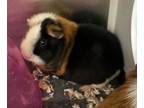 Adopt Rizzoli a Guinea Pig