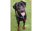 Adopt Sadie 3236 a Doberman Pinscher