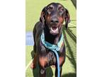 Adopt Sunny 3237 a Doberman Pinscher