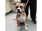 Adopt Allie a Boxer, Pit Bull Terrier