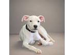 Adopt Bun Bao a Terrier, Pit Bull Terrier