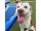 Adopt Tetra a Australian Shepherd