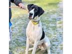 Adopt Layla a Great Dane