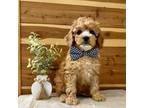 Cavapoo Puppy for sale in Mabel, MN, USA