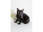 Adopt Mel a Domestic Short Hair