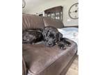 Adopt Gigi a Cane Corso