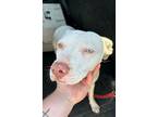 Adopt Penny a American Staffordshire Terrier