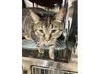 Adopt Olive - ET (PetSmart Laurens Rd) a Domestic Short Hair