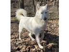 Adopt Leto a Siberian Husky