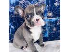 French Bulldog Puppy for sale in San Marcos, TX, USA