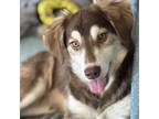 Adopt Vesna a Mixed Breed