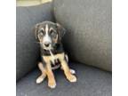 Adopt Lyla a Mixed Breed