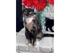 Adopt Zara a Domestic Short Hair, Calico