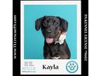 Adopt Kayla 040624 a Rottweiler, Labrador Retriever