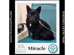 Adopt Miracle 040624 a Labrador Retriever, Corgi