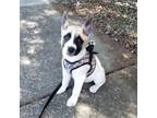 Adopt (Puppy) Patti a Mixed Breed, Husky