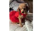 Adopt MaryJo a Poodle
