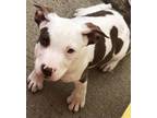 Adopt Michael 2024 a Pit Bull Terrier, American Staffordshire Terrier
