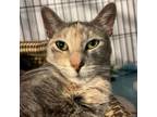 Adopt Honda Civic a Domestic Short Hair