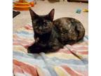 Adopt Ivy a Domestic Short Hair