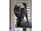 Adopt Peri INDOOR ONLY a Domestic Medium Hair