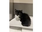 Adopt Peyton a Domestic Medium Hair