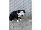 Adopt Pepper a Cardigan Welsh Corgi, Mixed Breed