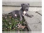 American Bully PUPPY FOR SALE ADN-778018 - 2 American bully pups