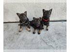 German Shepherd Dog PUPPY FOR SALE ADN-778024 - German shepherd pups