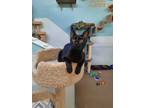 Adopt Sally AND Emily a Domestic Short Hair