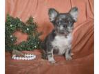 French Bulldog PUPPY FOR SALE ADN-778077 - AKC French Bulldog For Sale