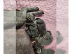 Labrador Retriever PUPPY FOR SALE ADN-778087 - Silver lab for sale