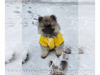 Keeshond PUPPY FOR SALE ADN-778091 - ERBEKEES Keeshond Puppies
