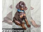 Doberman Pinscher PUPPY FOR SALE ADN-778110 - Granger Red Male Doberman