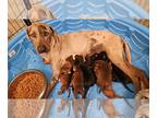 Catahoula Leopard Dog PUPPY FOR SALE ADN-778117 - Catahoula leopard puppies