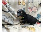 Dachshund PUPPY FOR SALE ADN-778119 - Mini dachshund
