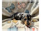 Dachshund PUPPY FOR SALE ADN-778122 - Mini dachshund