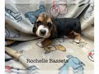Basset Hound PUPPY FOR SALE ADN-778133 - Basset hound