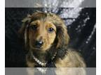 Dachshund PUPPY FOR SALE ADN-778134 - Barry AKC Mini Dachshund