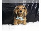 Dachshund PUPPY FOR SALE ADN-778135 - Lance AKC Mini Dachshund