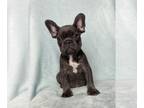 French Bulldog PUPPY FOR SALE ADN-778136 - French Bulldogs