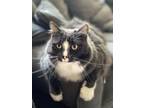 Adopt Chloe a Domestic Long Hair