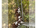 Border Collie PUPPY FOR SALE ADN-778151 - Border Collie Puppies