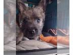 Bushland Terrier-Scottish Terrier Mix PUPPY FOR SALE ADN-778155 - HANK